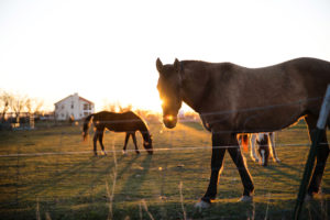 Image - horses in a field at sunrise. Shop horse feed at Woodard Mercantile
