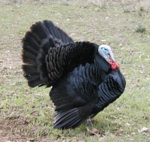 Black Turkey