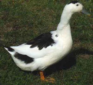 Black & White Magpie Duck