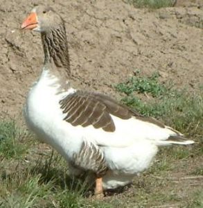 Gray Saddleback Goose