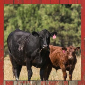 Cattle Feed & Mineral