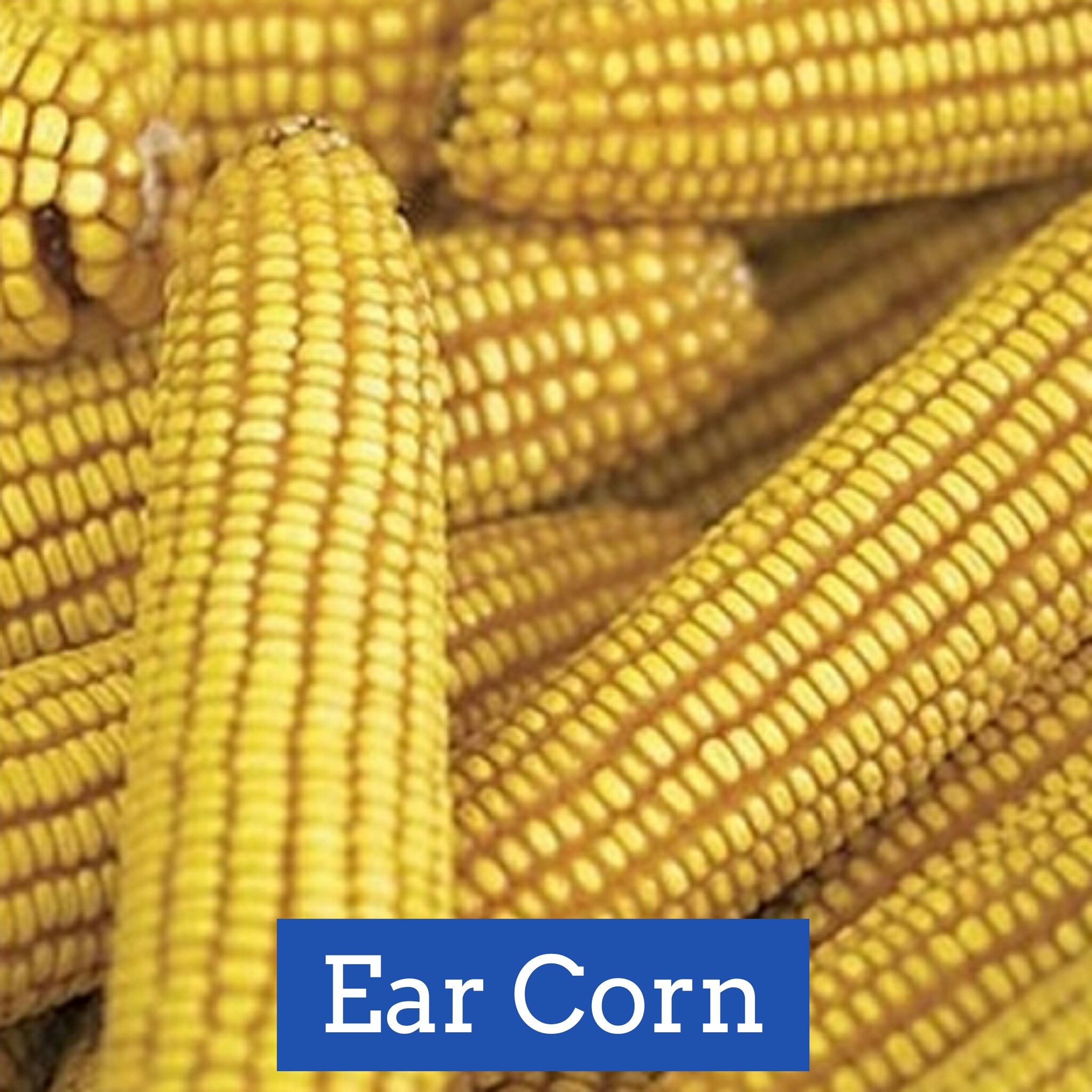 12 or 24 Ears 12 Corn cob Ears Wood-Hawk Amish Grown Corn Cobs for Wildlife Feeding You Choose 