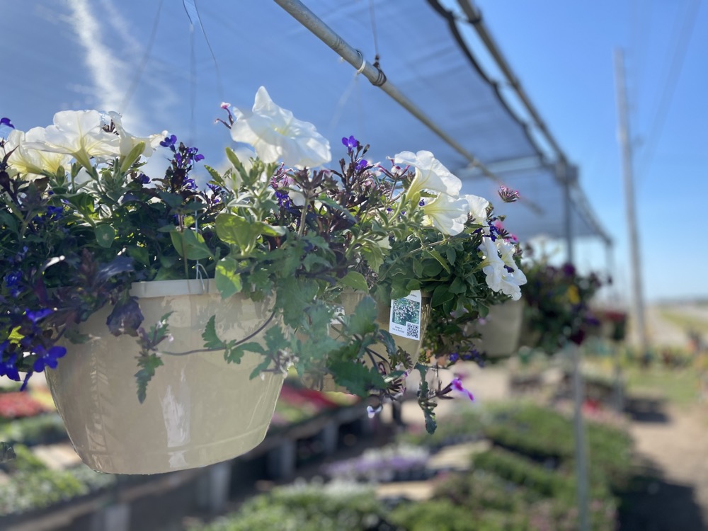 hanging flowers for sale - garden supply